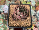 Echeveria Agavoides 'Rudolph' 2" Succulent Plant