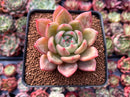 Echeveria 'Orange Champaign' 2" Succulent Plant