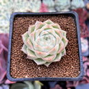 Echeveria 'Pnotina' 1"-2" Air Magic Hybrid Succulent Plant