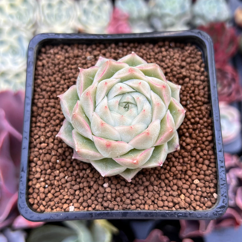 succulent magic Echeveria 'Pnotina' 1"-2" Air Magic Hybrid Succulent Plant