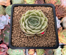 Echeveria 'Onslow' 1" Succulent Plant