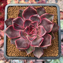 Echeveria 'Pink Bunny' 3" Succulent Plant
