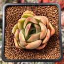 Echeveria 'Green Puff' 2" New Hybrid Succulent Plant