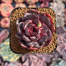 Echeveria 'Black Tan' 2" Succulent Plant