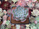 Echeveria 'Milk Rose' 2" Succulent Plant