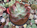 Echeveria Frill sp. Variegated 4-5"" Succulent Plant