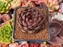 Echeveria 'Blasino' 2" Succulent Plant