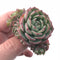 Echeveria ‘Lemon Star’ Small 1”-2” Rare Succulent Plant