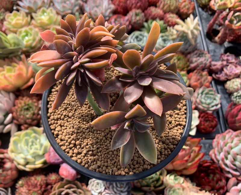 crested fred ives succulent Graptoveria 'Fred Ives' Crested Cluster 4" Succulent Plant – True Succulents  Plant Co