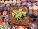 Echeveria 'Rachel' Crested 1" Succulent Plant
