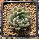 Echeveria 'Panda' 1" Succulent Plant