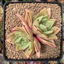 Echeveria Agavoides 'Chou' 3" Succulent Plant