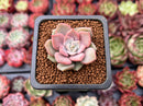 Echeveria 'Pastel Leon' 1" Small Succulent Plant