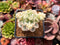 Sedum 'Clavatum' Variegated 2" Succulent Plant