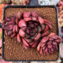 Echeveria Agavoides 'Ethan' 2"-3" Cluster Succulent Plant
