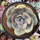 Echeveria 'Lemon and Lime' 4" Succulent Plant