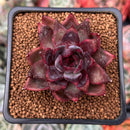 Echeveria Agavoides 'Nike' 2" Succulent Plant