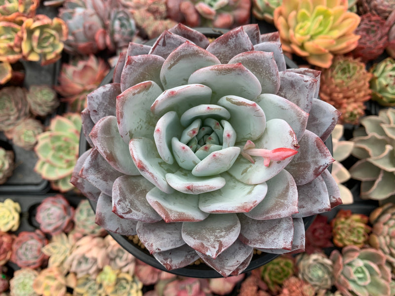 cloning a succulent Echeveria 'Ivory' 6" Large Selected Clone Succulent Plant