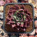 Echeveria 'Giro' 2" Succulent Plant