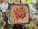 Echeveria Agavoides 'Chapote' 1" Succulent Plant
