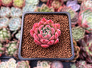 Echeveria 'Sarahime' Hybrid 2" New Hybrid Succulent Plant