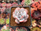 Echeveria 'Laui' 2" Powdery Succulent Plant