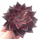 Echeveria Agavoides Red Ebony Large 5” Rare Succulent Plant