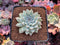 Echeveria 'Mexensis Zaragosa' 2" Succulent Plant