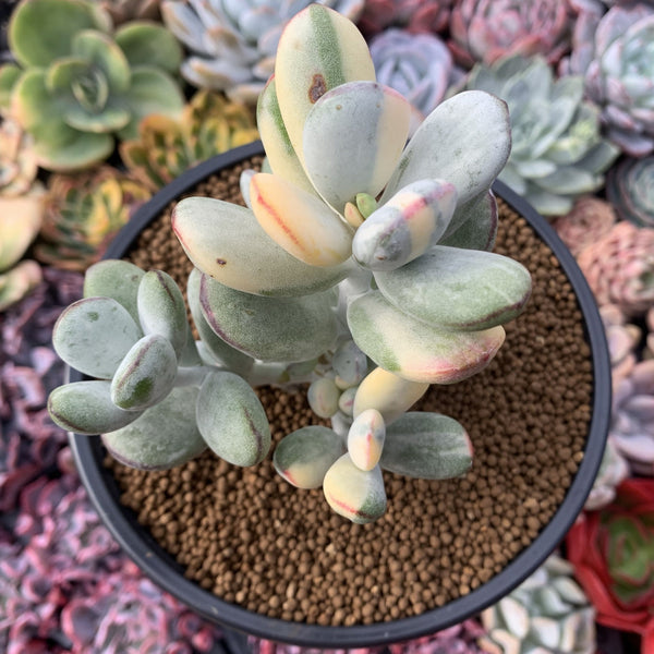 succulent plants toronto Cotyledon 'Orbiculata' Variegated 5" Large Very Rare Succulent Plant – True Succulents Plant Co