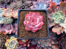 Echeveria 'Orange Monroe' 1" Cutting Succulent Plant
