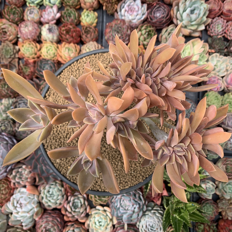 fred succulent Graptoveria 'Fred Ives' Crested Cluster 8" Large Succulent Plant – True Succulents Plant Co