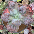 Echeveria 'Etna' 5" Succulent Plant