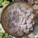 Echeveria 'Fiona' 4" Succulent Plant