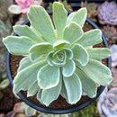 Echeveria 'Lemon Lime' Variegated 3" Succulent Plant