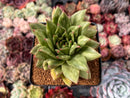 Echeveria Agavoides 'Leopard Maria' Variegated/Mutated 3" Succulent Plant