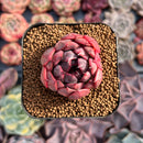Echeveria Agavoides 'Black Smoke' 1"-2" Succulent Plant