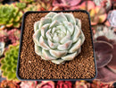 Echeveria 'Queen's Rose' 2" Succulent Plant