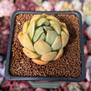 Echeveria Agavoides 'Chimera' 1" Succulent Plant
