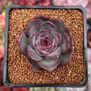 Echeveria 'Chocolate Grace' 1"-2" New Hybrid Succulent Plant