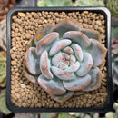 Echeveria 'Orange Monroe' 2" Succulent Plant