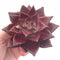 Echeveria Agavoides Red Ebony 3”-4” Rare Succulent Plant