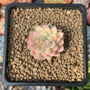 Echeveria 'Mebina' Variegated 1" Succulent Plant