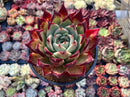 Echeveria Agavoides Hybrid 5" Special Clone Succulent Plant