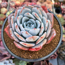 Echeveria 'Ivory' 4" Powdery Succulent Plant