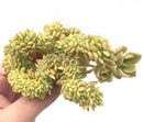 Sedum 'Cuspidatum' Crested Cluster 5" *ROOTS ARE SEPARATED* Succulent Plant