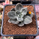 Echeveria 'Xichuensis' 2" Succulent Plant