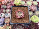 Echeveria 'Belladona' 1" Succulent Plant