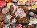 Echeveria 'Prolifica' Variegated 1" Succulent Plant