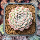 Echeveria 'Pink Bravo' 2" Succulent Plant