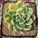 Echeveria Agavoides 'Gilva' Variegated 3" Succulent Plant